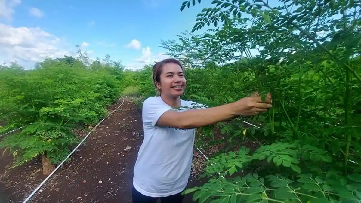 Kisah Meybi Agnesya: Perjalanan Mendirikan Timor Moringa